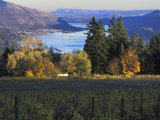 Celilo Vineyard  Columbia River Gorge  Washington  USA