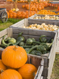 Pumpkins and gourds at the Moulton Farm  Meredith  New Hampshire  USA