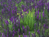Wildflowers in Alpine Meadow  Ouray  San Juan Mountains  Rocky Mountains  Colorado  USA