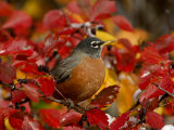 American Robin in Black Hawthorn  Grand Teton National Park  Wyoming  USA