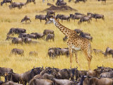 Crossing the Mara River  Maasai Mara  Kenya