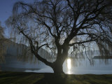 Willow Tree  Lake Wanaka  Wanaka  South Island  New Zealand