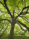 Huge Tree at Monticello  Virginia  USA
