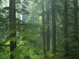 Old growth forest  Mt Rainier National Park  Washington  USA