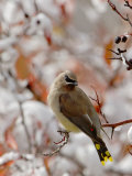 Adult Cedar Waxwing  Grand Teton National Park  Wyoming  USA