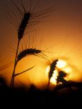 Silhouettes of Wheat Plants at Sunset