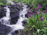 Waterfall and Wildflowers  Ouray  San Juan Mountains  Rocky Mountains  Colorado  USA