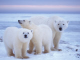 Polar Bear Sow with Cubs  Arctic National Wildlife Refuge  Alaska  USA