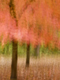Impressionistic View of Trees in Autumn