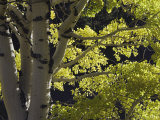 Quaking Aspen in Fall  Rocky Mountain National Park  Colorado  USA