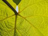 Pinot Noir Leaf  Anne Amie Vineyard  Willamette Valley  Oregon  USA