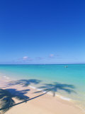 Tropical Beach with palm Tree shadows