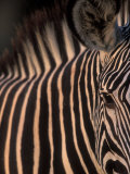 Grevy's Zebra at Sunset  Buffalo Springs National Reserve  Kenya