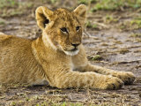 Lion Cub Laying in the Bush  Maasai Mara  Kenya