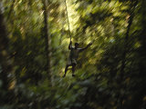 Rope Swing in the Jungle  Napo River Region  Amazon Rain Forest  Ecuador