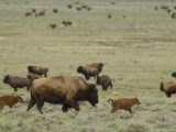 American Bison  Durham Ranch  Campbell County  Wyoming  USA