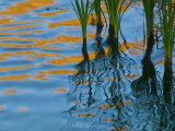 Reflections on Malheur River at Sunset  Oregon  USA