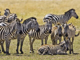 Zebras Herding in The Fields  Maasai Mara  Kenya