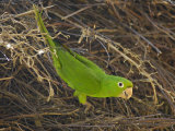 White-Eyed Parakeet  Pantanal  Mato Grosso Do Sur Province  Brazil