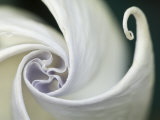 Datura Flower Close-Up  Pennsylvania  USA