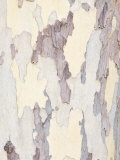 Sycamore Trunk Detail  Sedona  Arizona  USA