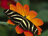 Zebra Longwing Butterfly  Selva Verde  Costa Rica