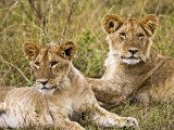 Lion Cubs Laying in the Bush  Maasai Mara  Kenya