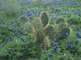 Bluebonnet and Texas Prickly Pear Cactus  New Braunfels  Texas  USA