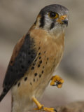 American Kestrel  Ecuador