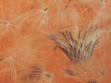 Close-Up of Salsify Seed Head  Portland  Oregon  USA