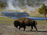 American Bison  Yellowstone National Park  Wyoming  USA