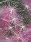 Dandelion Seeds  Pennsylvania  USA