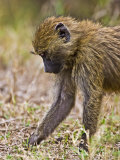 Baboons Hanging Around  Maasai Mara  Kenya