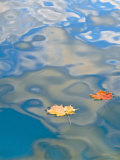 Two Leaves Floating on Pete's Lake  Upper Peninsula  Michigan  USA