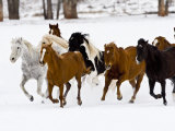 Running Horses on Hideout Ranch  Shell  Wyoming  USA