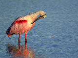 Roseate Spoonbill Preening  Ding Darling National Wildlife Reserve  Florida