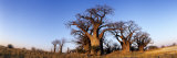 Baines Boabab Trees  Kalahari Desert  Nxai Pan National Park  Botswana