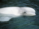 Beluga Whale  Vancouver Aquarium  British Columbia  Canada