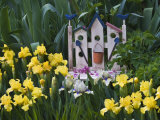 Garden Irises Grow Around Small Bench  Pennsylvania  USA