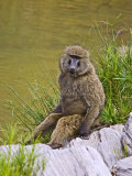 Baboons Hanging Around  Maasai Mara  Kenya