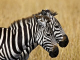 Zebras Herding in The Fields  Maasai Mara  Kenya