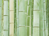 Bambloo Forest  Sagano  Arashiyama  Kyoto  Japan