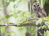 Barred Owl  Vacharie  Louisiana  USA