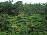 Lush Green Rice Terraces  Ubud  Bali  Indonesia