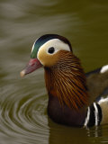 Mandarin Duck  Slimbridge Wildfowl and Wetlands Trust  England