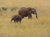 African Elephant with Juvenile  Maasai Mara  Kenya