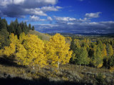 Aspen Trees with Fall Colors  Grand Teton National Park  Wyoming  USA