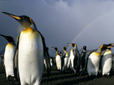 Rainbow Above Colony of King Penguins  Saint Andrews Bay  South Georgia Island  Sub-Antarctica