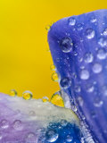 Lupine With Rain Drops  Southeast Alaska  USA