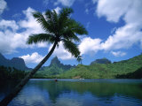 Opunohu Bay  Moorea  French Polynesia